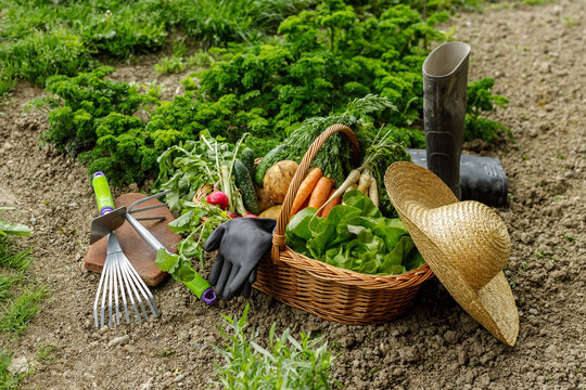 a corf full with vegetables in the garden