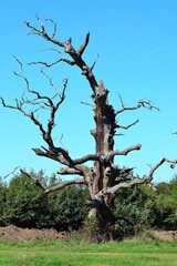 picture Lonely old tree on a background of blue sky and green living forest, South Moravia, Czech Republic
