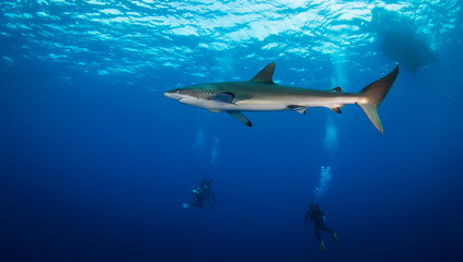 Huge white shark in blue ocean swims under water. Sharks in wild. Marine life underwater in blue...