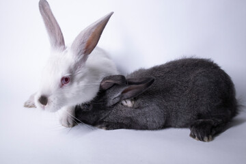 gray and white rabbits, bunnies on a white background. Isolated. Copy space. High quality photo