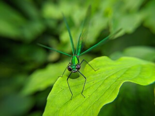 dragonfly on a leaf