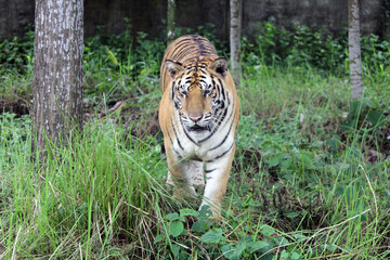 Fototapeta premium Royal Bengal tiger in the forest