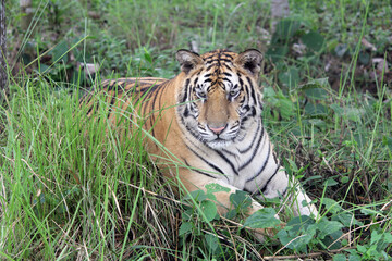 Fototapeta premium Royal Bengal tiger in the forest