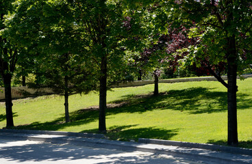 trees in the park