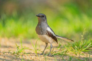 Oriental Magpie-robin female (Copsychus saularis) perching on the ground with blurry background. Selective focus