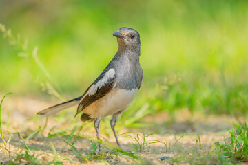 Oriental Magpie-robin female (Copsychus saularis) perching on the ground with blurry background. Selective focus