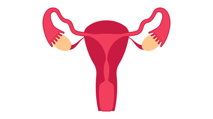 Female uterus. Female reproductive system: uterus, cervix, ovaries, fallopian tubes. Vector illustration.