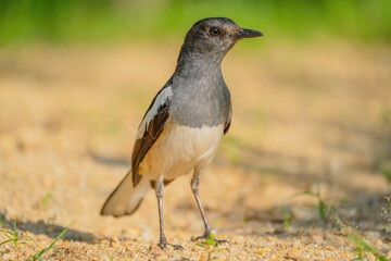 Oriental Magpie-robin female (Copsychus saularis) perching on the ground with blurry background. Selective focus