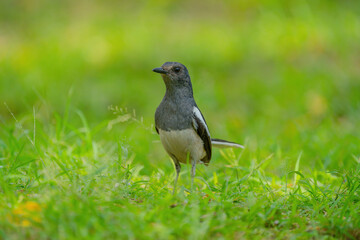 Oriental Magpie-robin female (Copsychus saularis) perching on the ground with blurry background. Selective focus
