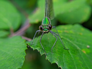 dragonfly on a leaf