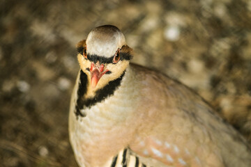 wild birds, pigeon in the zoo and in the wild nature