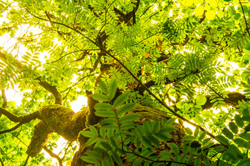 Beautiful view of a sunny oak close up