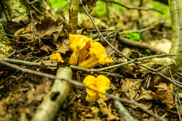 Yellow edible forest chanterelle mushrooms. Lisichki