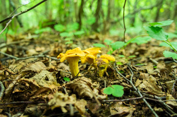 Yellow edible forest chanterelle mushrooms. Lisichki