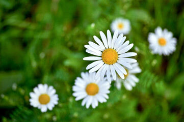 White Daisy close - up against the background of other daisies and green leaves. The view from the top.