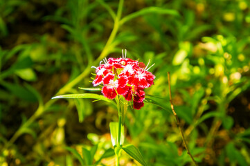 Red forest flower in summer in a clearing closeup