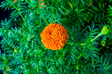 Beautiful flower bed of orange marigolds in a field.