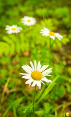 Forest daisies in the forest close up