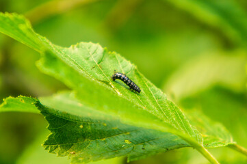 Black caterpillar creeps on a leaf close up