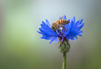 Biene auf Kornblume
