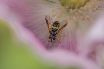 Wildbiene auf Mohnblüte