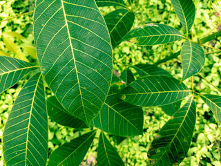 The leaves of the rubber tree