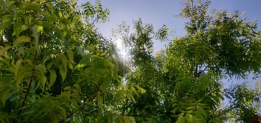 Neem Tree
