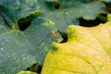 Yellow and black striped Diplacodes trivialis or ground skimmer dragonfly is sitting on a green leaf.