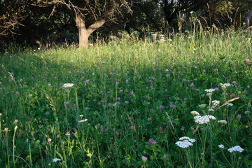 Fototapete bei efototapeten.de bestellen   