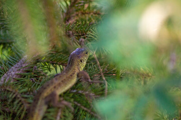 a green lizard sits on the branches of a blue spruce