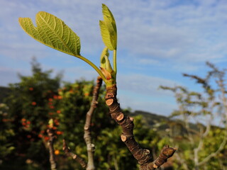 spring buds on a tree