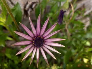 Obraz premium Flowers.