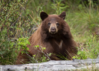 Schwarzbär wildlife