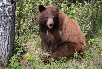 Schwarzbär wildlife