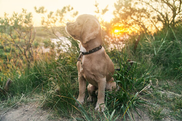 A young american cocker spaniel is sitting on the grass at sunset. High quality photo