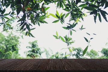 green leaves plant tree nature background