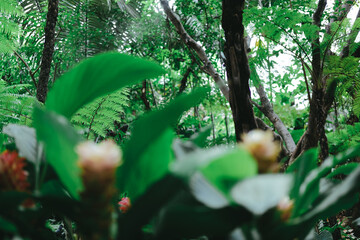 green leaves plant tree nature garden park view
