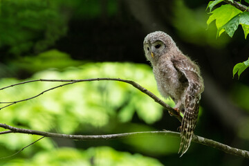 エゾフクロウの幼鳥