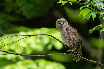 エゾフクロウの幼鳥