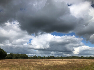 Meadow with dry grass and cows. Landscape with clouds. havelte Drenthe Netherlands. Holtingerveld.