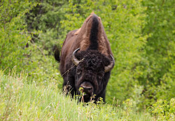 Bison wildlife Kanada