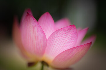 Fototapeta premium 蓮の花