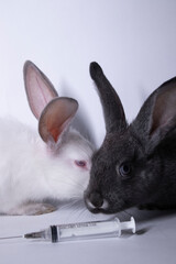scared white and gray rabbits-bunnies near an injection-syringe. copy space. veterinary, experiments, cosmetics concept. High quality photo