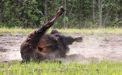 Bison wildlife Kanada