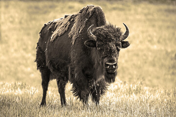 Bison wildlife Kanada