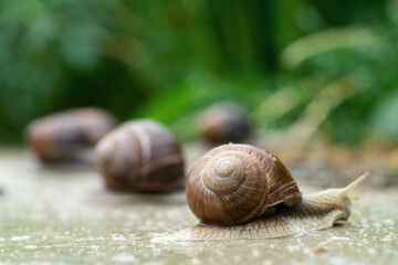 Group of grape snails greeping along a road at countryside in summer