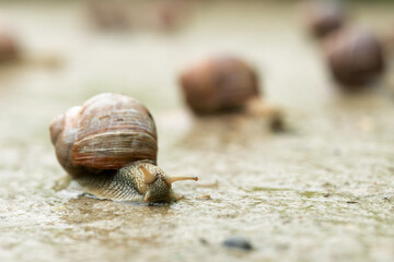 Group of grape snails greeping along a road at countryside in summer
