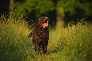 Portrait a beautiful chocolate labrador runs to its owner. dog smiles