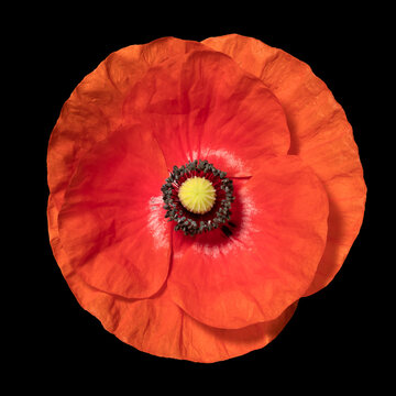 Flower wild red poppies. Isolated on black background. Front view. Full depth of field. With clipping path
