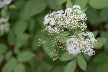 White Cow Parsley flower heads, Anthriscus sylvestris also called Wild Chervil, wild Beaked Parsley or Keck, flowering in the British countryside, from above on a natural green background